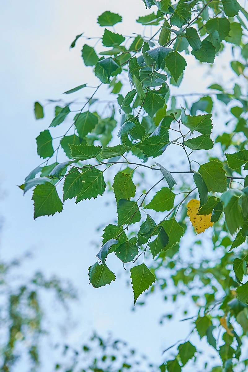 Береза повислая, H300-400