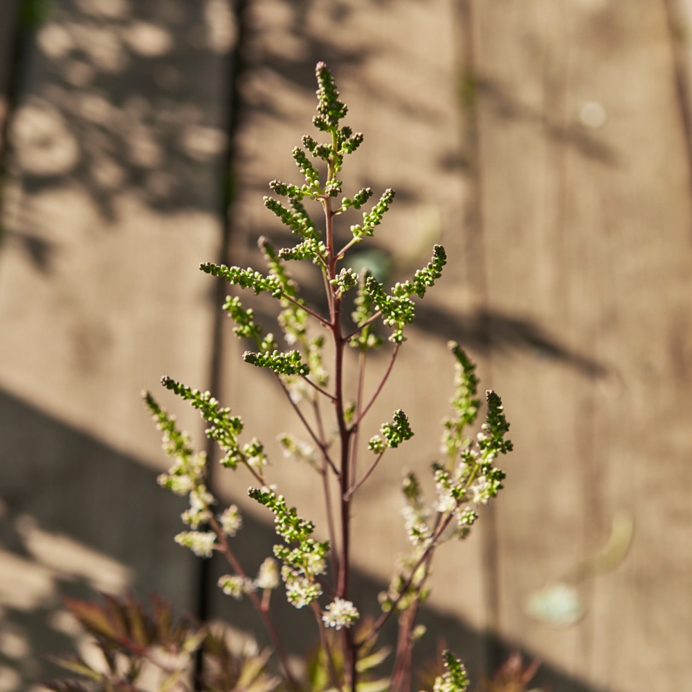 Астильба Арендса 'Bumalda' (бел с роз бл до 0,4),