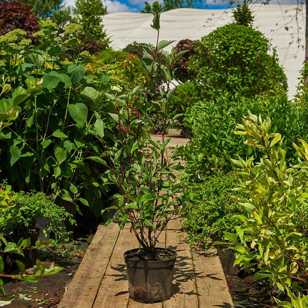 Дерен белый 'Kesselringii', H40-60