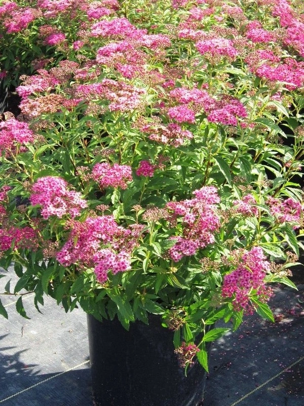 Спирея японская 'Froebelii', H40-60