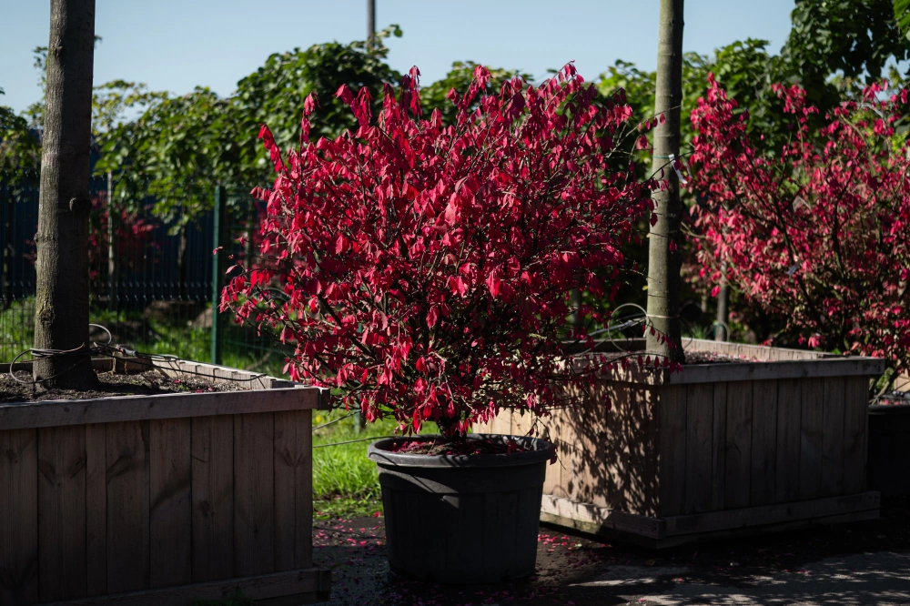 Бересклет европейский, H175-200