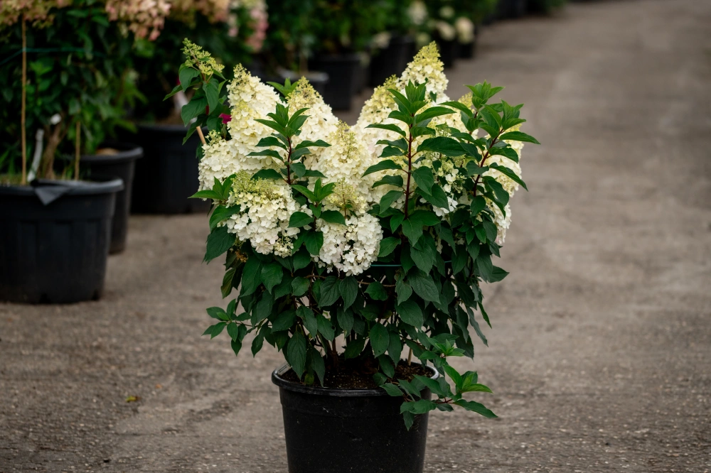 Гортензия метельчатая 'Strawberry Blossom', H100-125