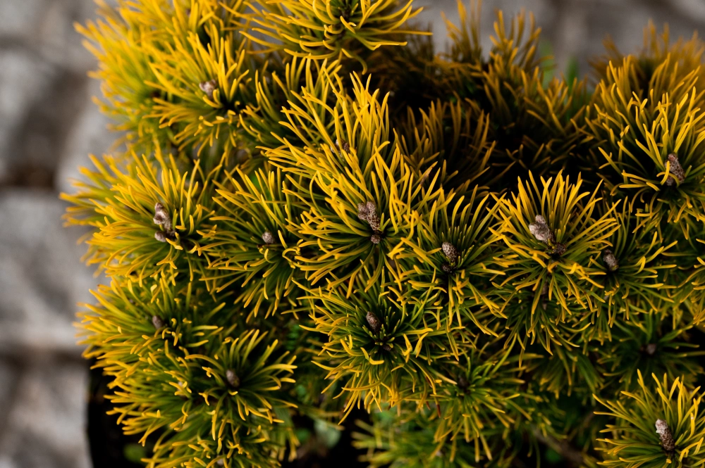 Сосна горная 'Winter Gold', H20-40