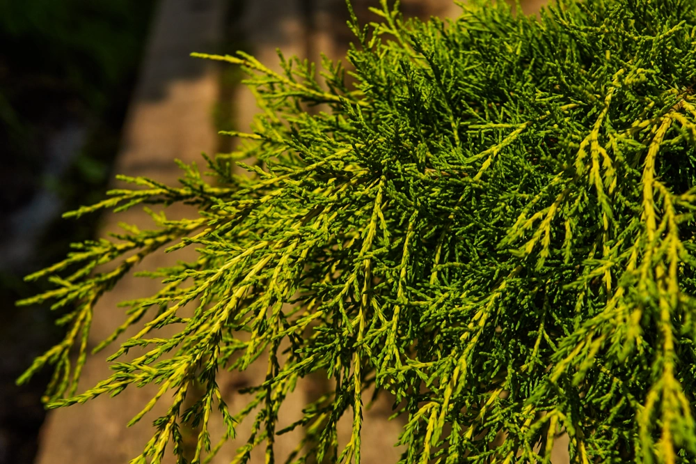 Можжевельник средний 'Pfitzeriana Aurea', H40-60