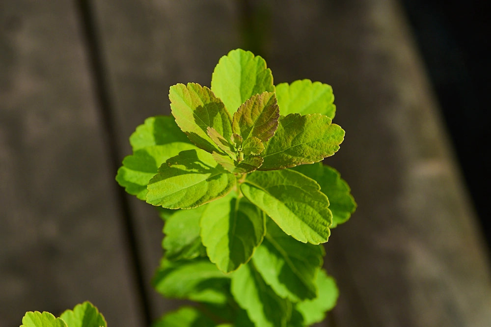 Спирея березолистная, H40-60