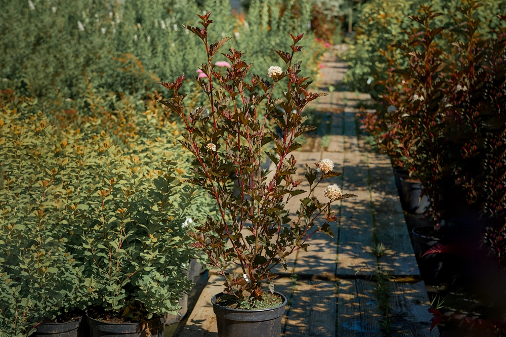 Пузыреплодник калинолистный 'Red Baron', H80-100
