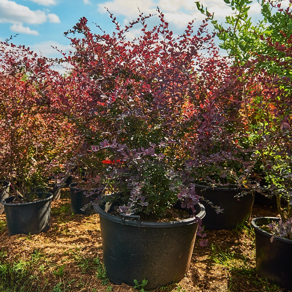 Барбарис оттавский 'Superba', H125-150