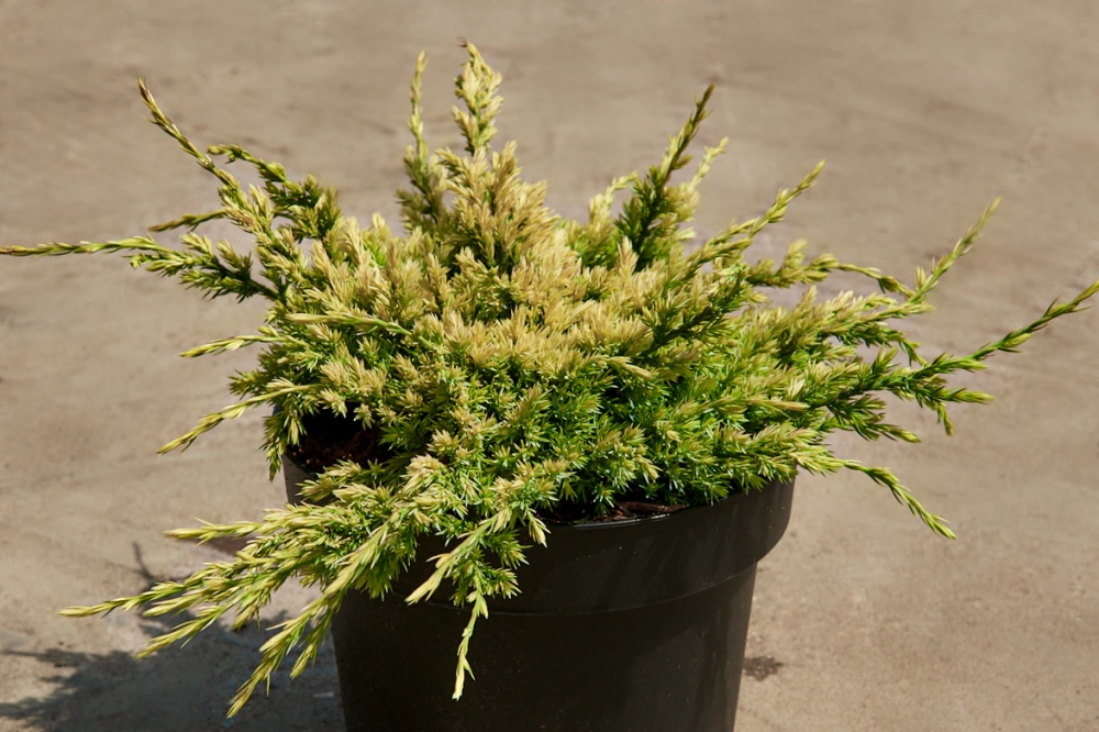 Можжевельник чешуйчатый 'Holger', H40-60