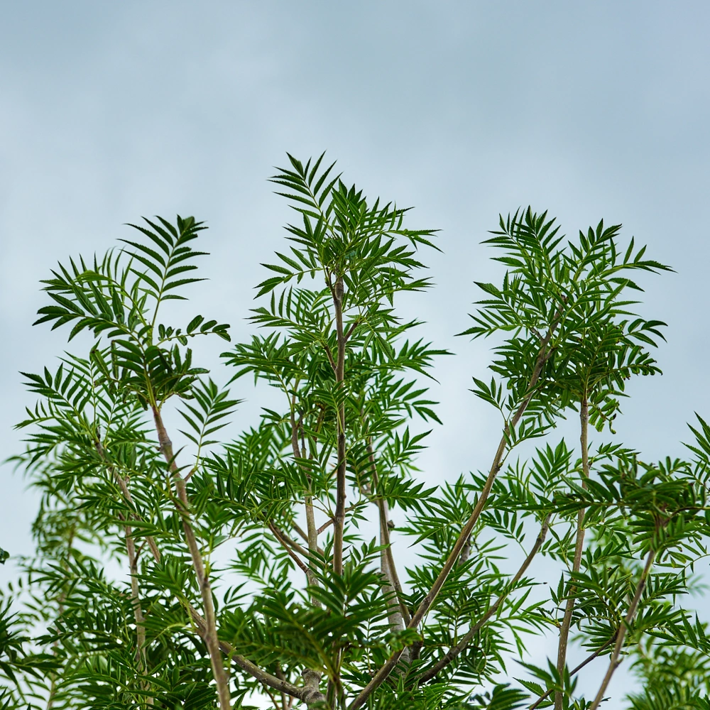 Рябина обыкновенная 'Dodong', stu 16-18