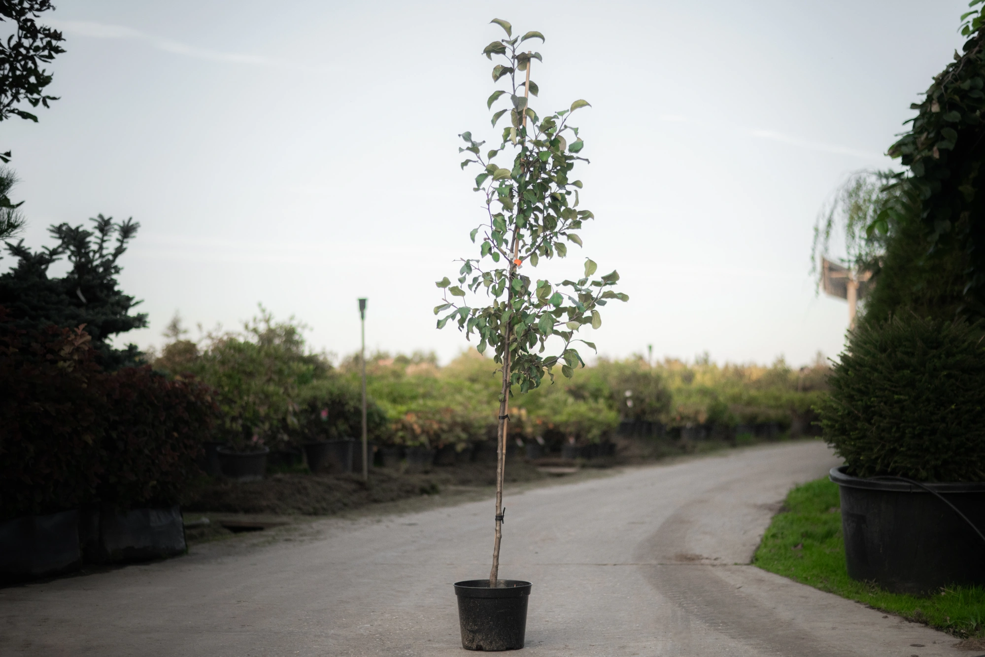 Яблоня домашняя 'Орлинка' (СЛ желто-красное), 3 года