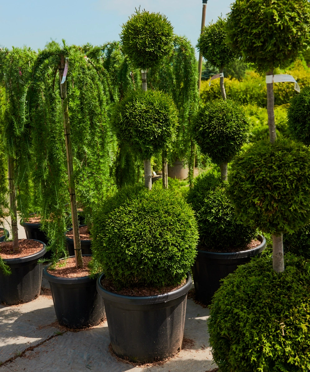 Туя западная 'Smaragd' (форма грин-арт), H125-150