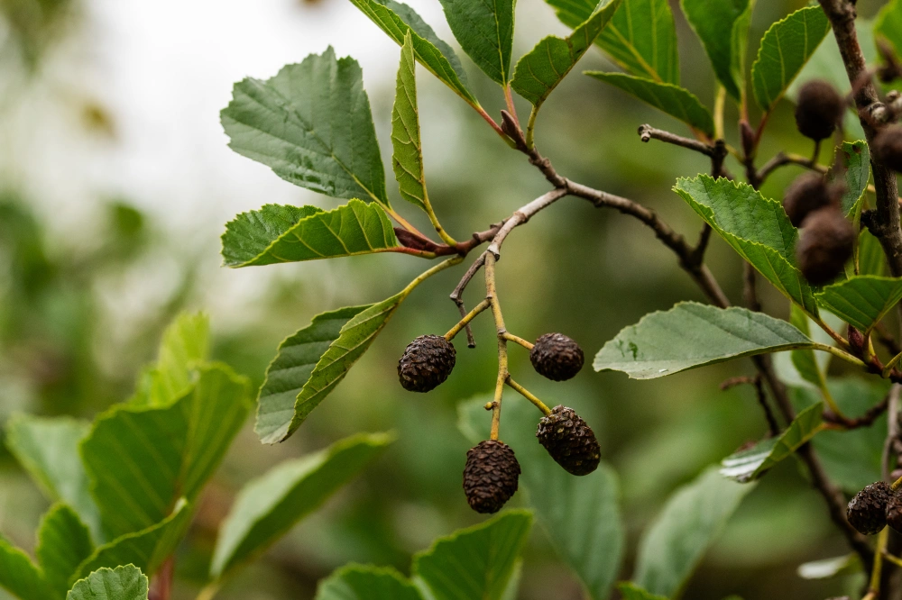 Ольха черная, mst H500-600