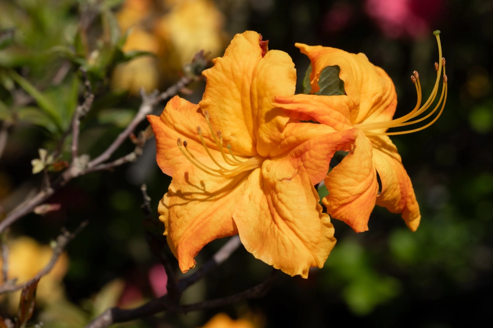 Азалия гибридная 'Golden Eagle' (оранж-св-красн), H100-125