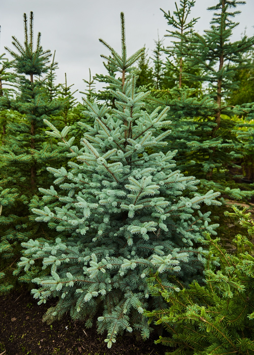 Ель колючая 'Edith', H150-175