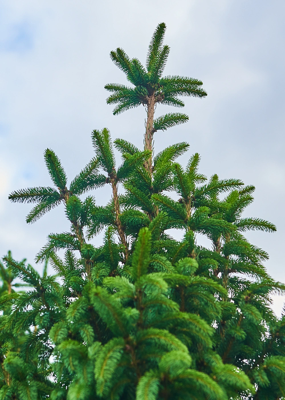 Ель обыкновенная 'Columnaris', H275-300