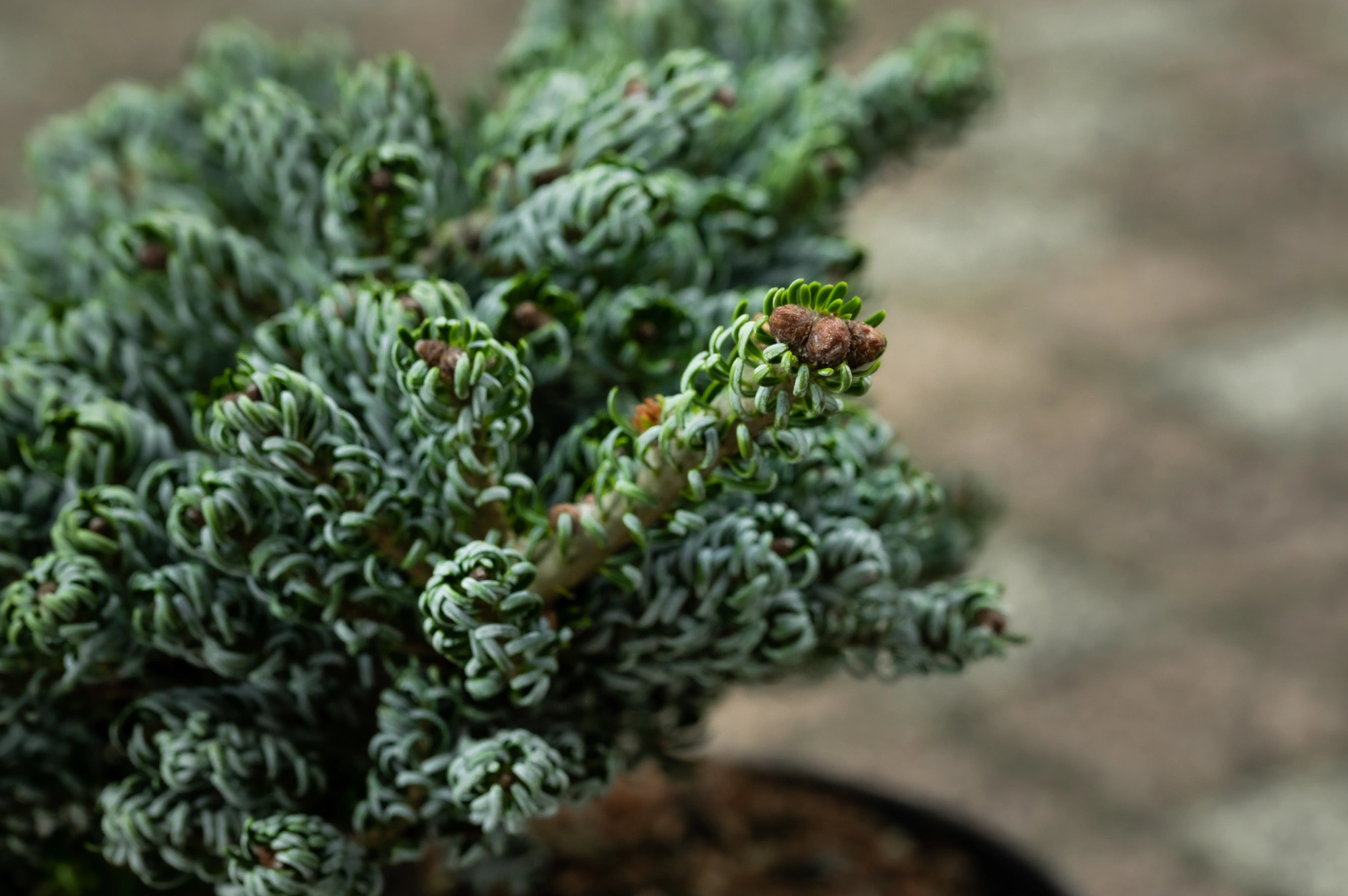 Пихта корейская 'Kohout's Icebreaker', H20-40