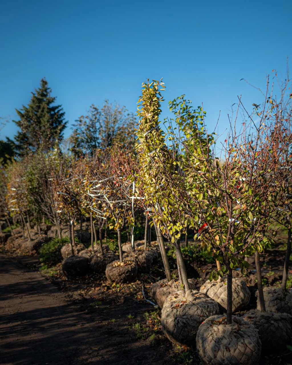 Новая поставка плодовых деревьев в Imperial Garden