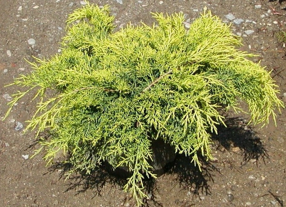 Можжевельник средний 'Old Gold', H20-40