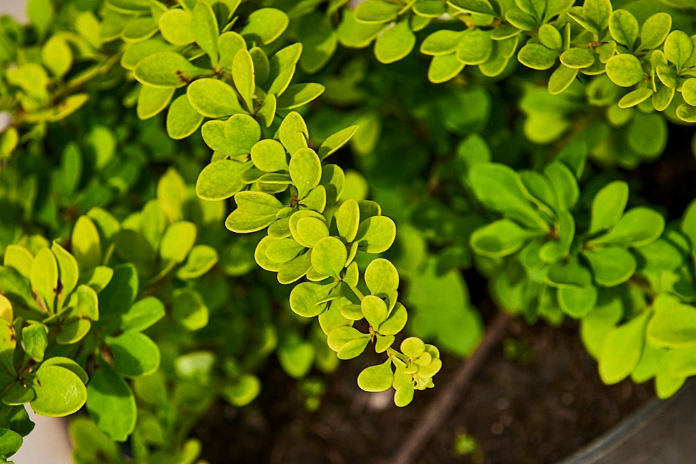 Барбарис тунберга 'Green Carpet', H20-40