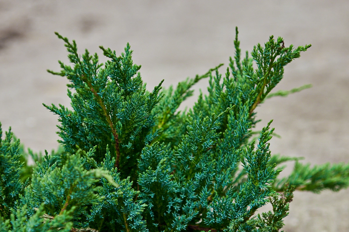 Можжевельник горизонтальный 'Blue Chip', H20-40