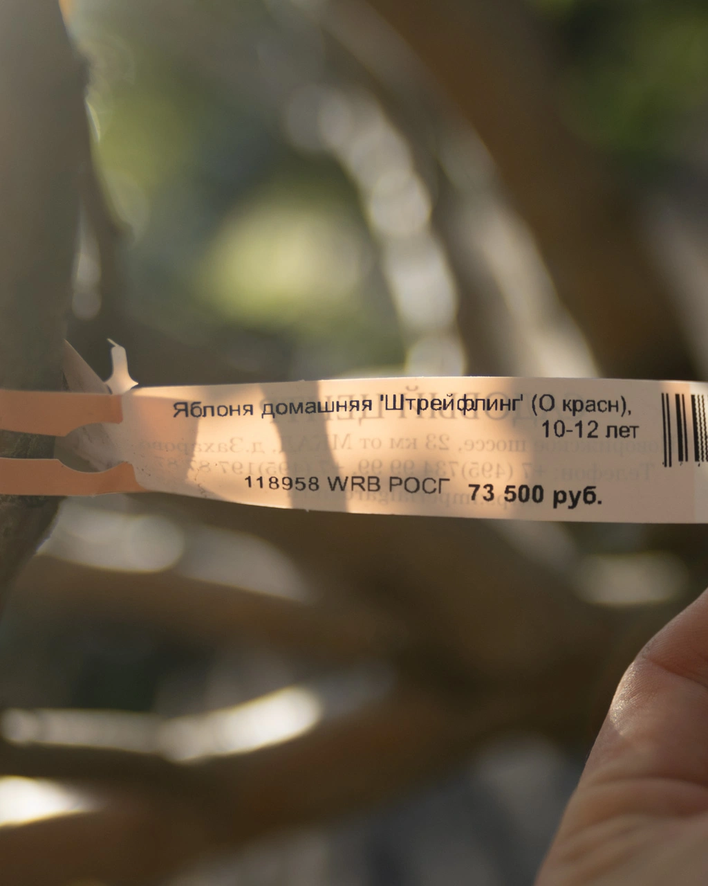 Новая поставка плодовых деревьев в Imperial Garden
