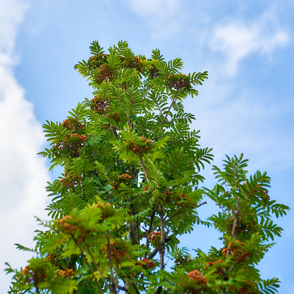 Рябина обыкновенная 'Dodong', stu 20-25