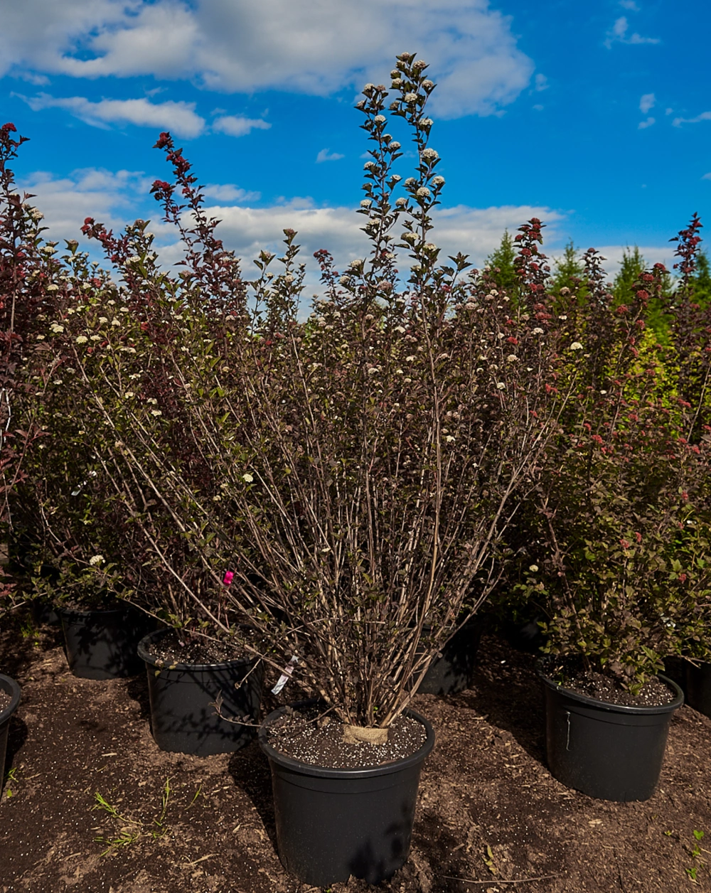 Пузыреплодник калинолистный 'Red Baron', H150-175