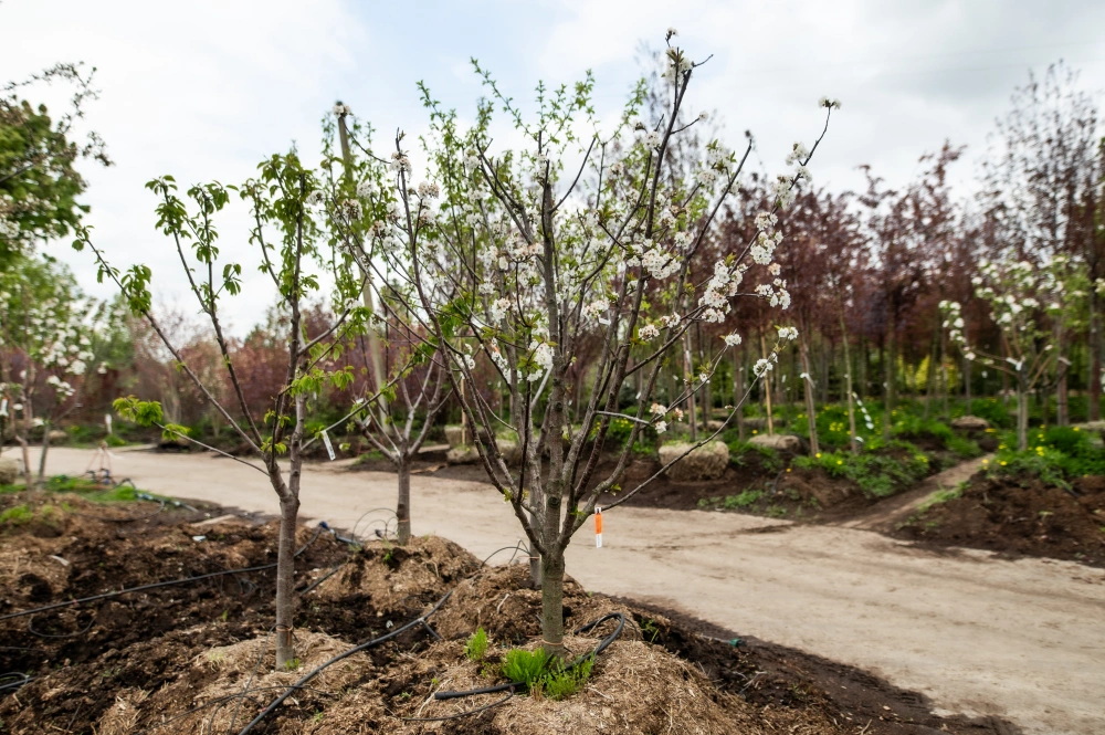 Вишня обыкновенная 'Жуковская' (самобесплод. сер. июля), 10-12 лет