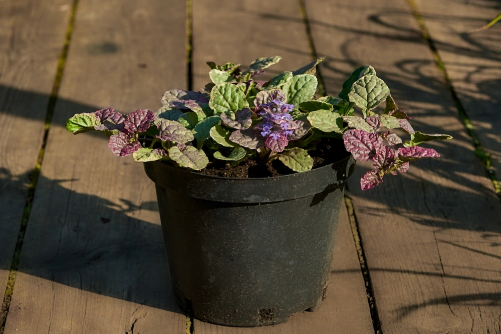 Живучка ползучая 'Burgundy Glow',