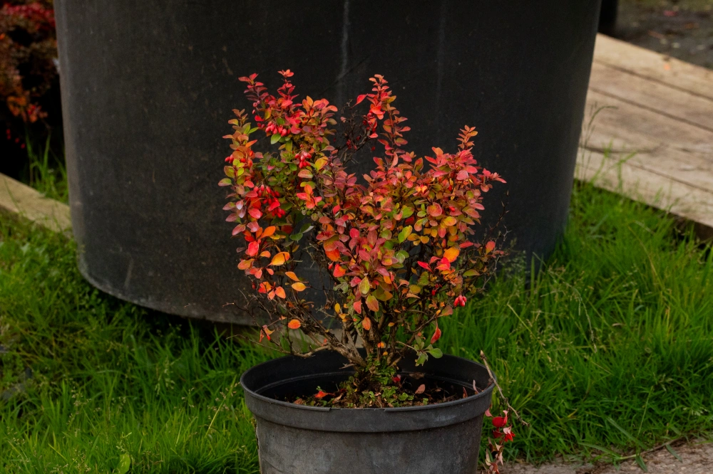 Барбарис тунберга 'Limoncello', H20-40