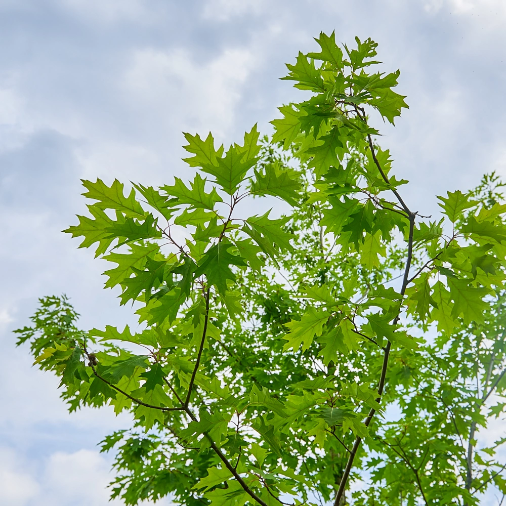 Дуб красный, H700-800