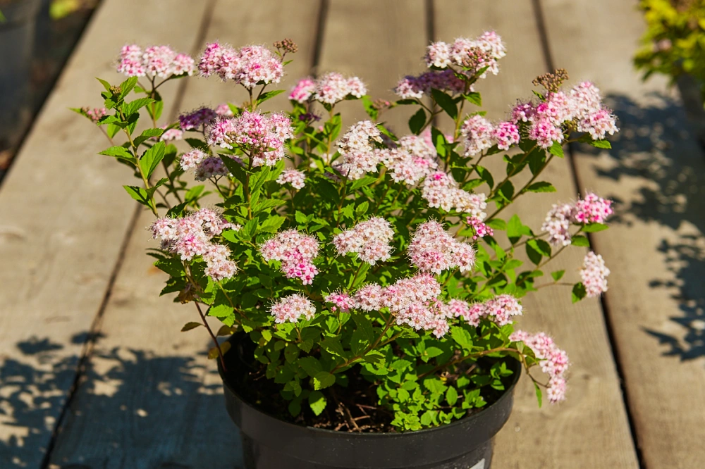 Спирея японская 'Little Princess', H40-60