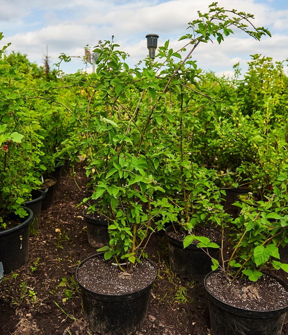 Ежевика кустистая 'Triple Crown' (средний очень крупный черный), H150-175