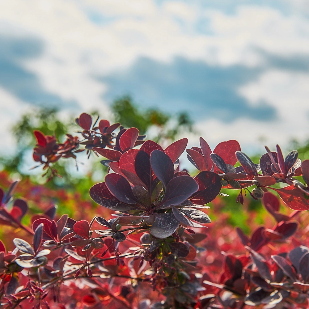 Барбарис оттавский 'Superba', H125-150