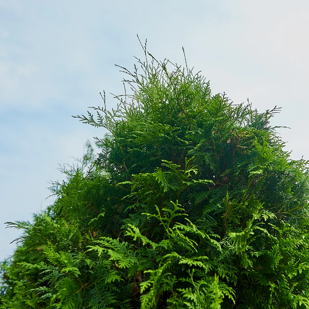 Туя западная 'Brabant', H275-300