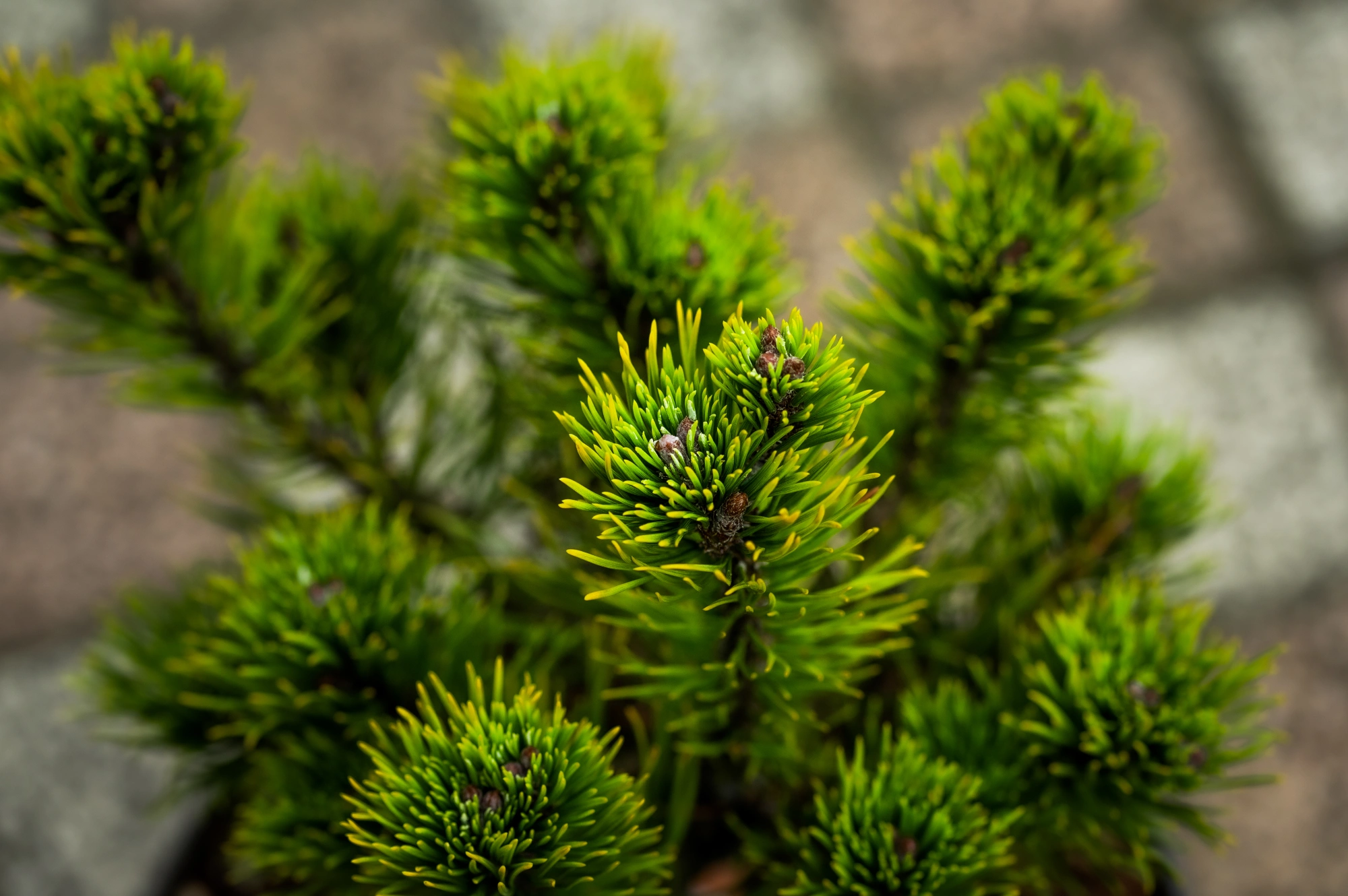 Сосна горная 'Carsten`s Wintergold', H40-60