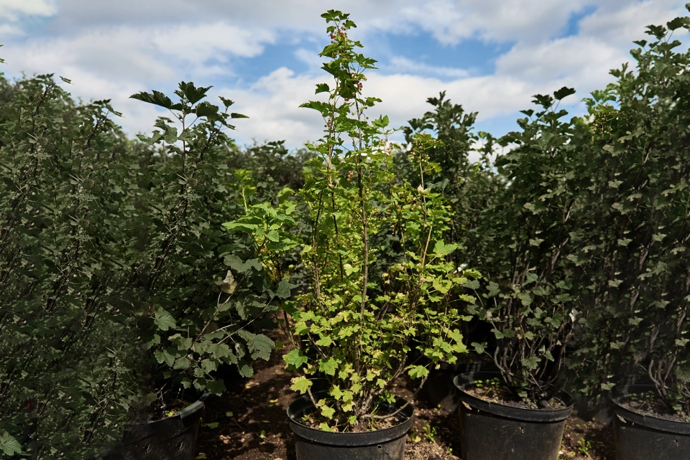 Смородина красная 'Натали' (средний густо-красный), H80-100