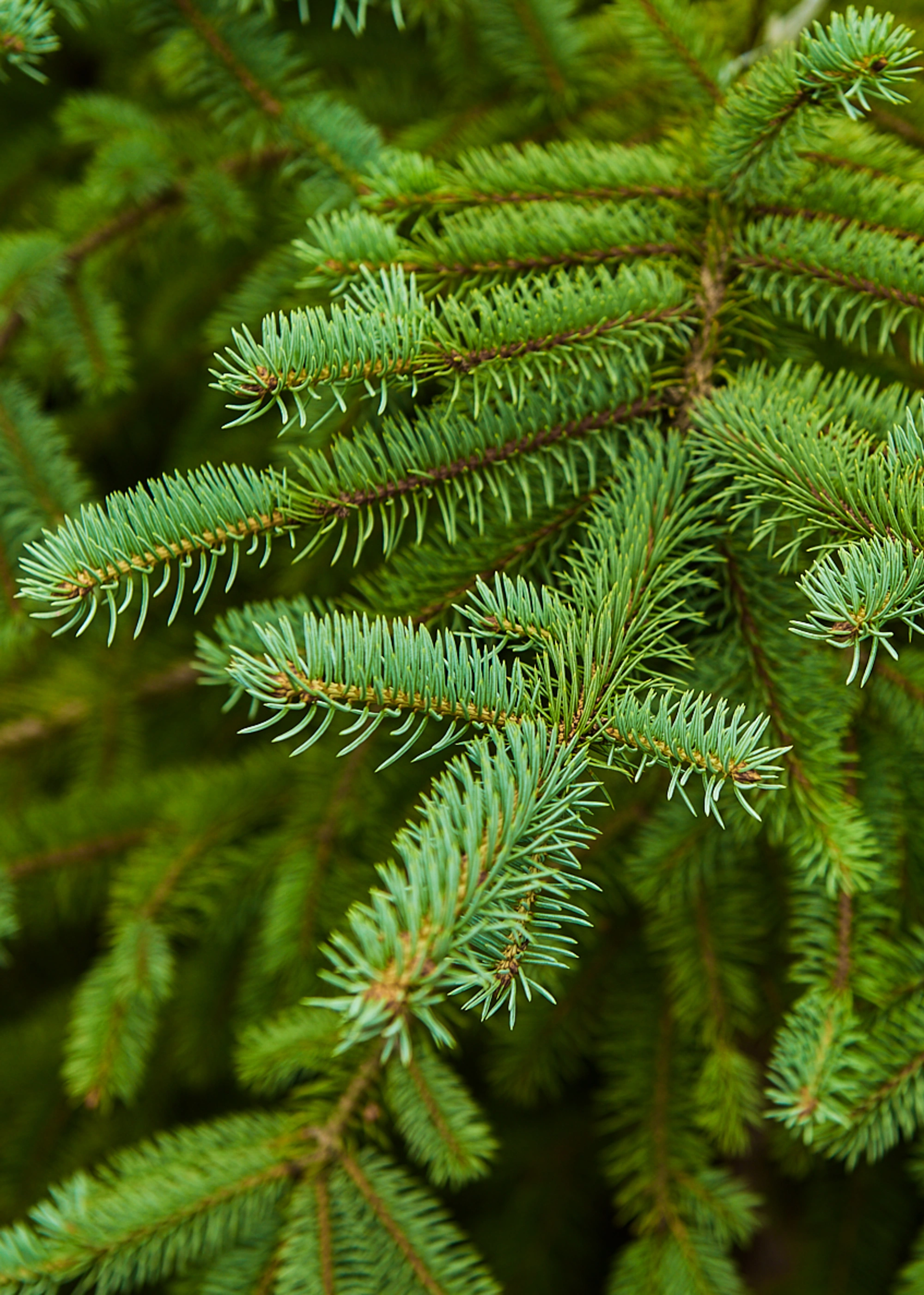 Ель колючая 'Glauca', H175-200