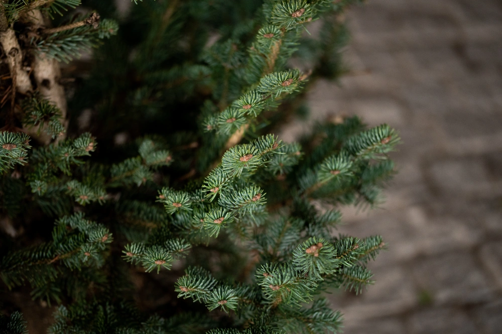 Пихта субальпийская 'Compacta', H60-80