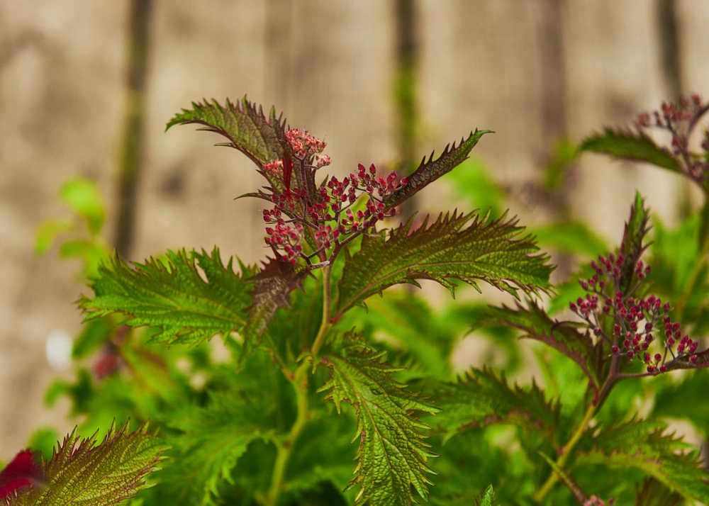 Спирея японская 'Crispa', H20-40