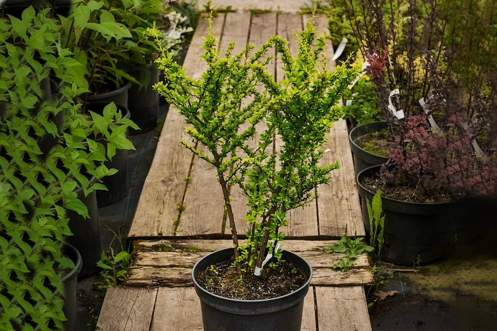 Барбарис тунберга 'Green Ornament', H20-40