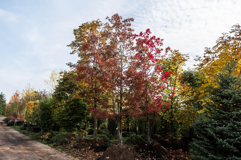 Клен красный 'Oktober Glory', mst H500-600