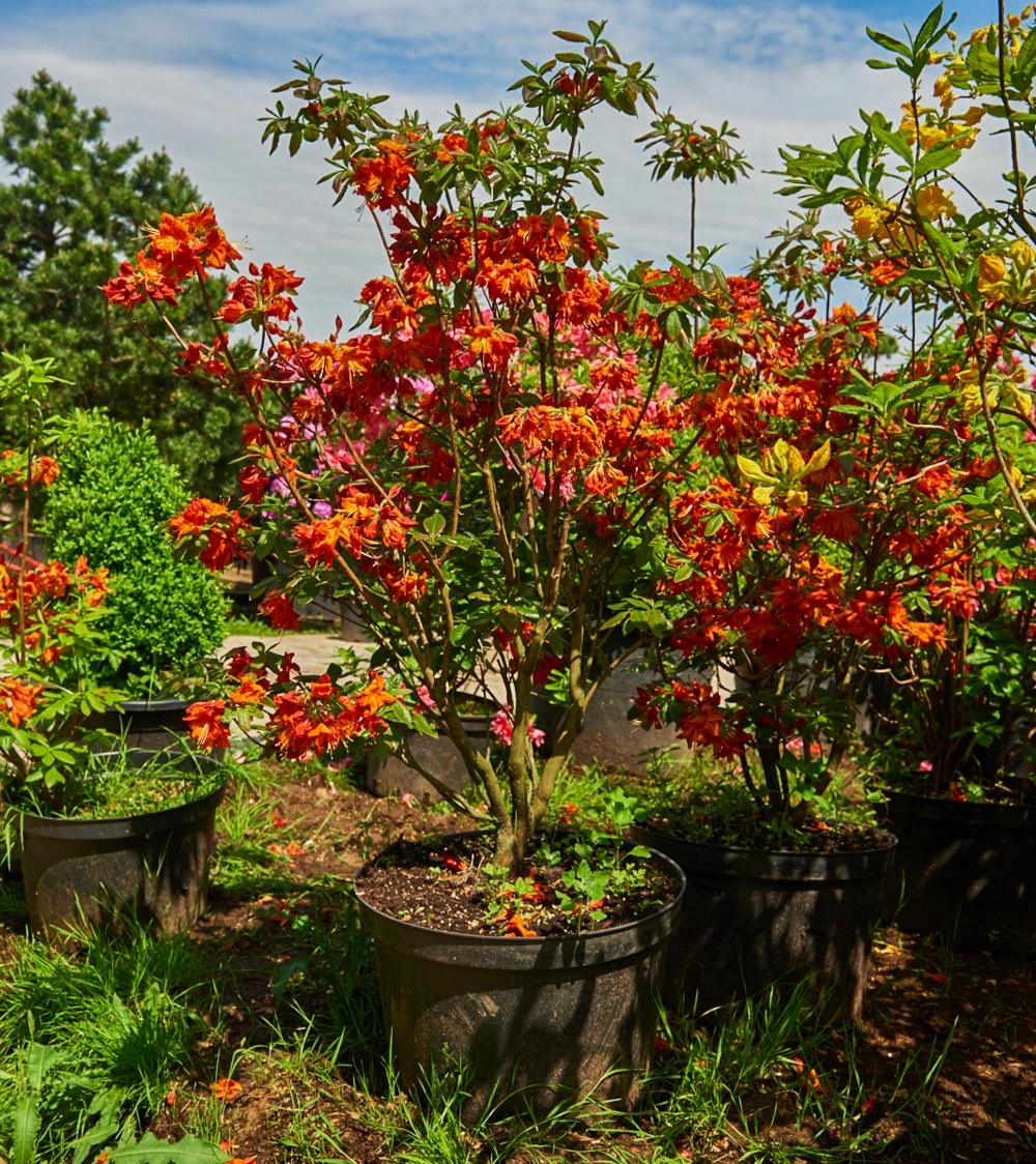 Азалия гибридная 'Royal Command' (ярко-кр. с оранж.от), H100-125