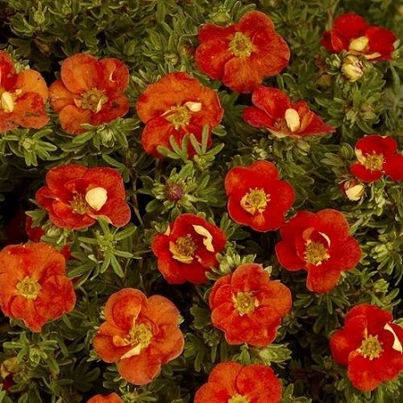 Лапчатка кустарниковая 'Red Ace', H20-40