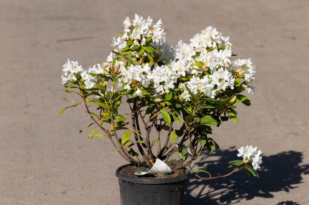Рододендрон гибридный 'Cunningham's White', H40-60
