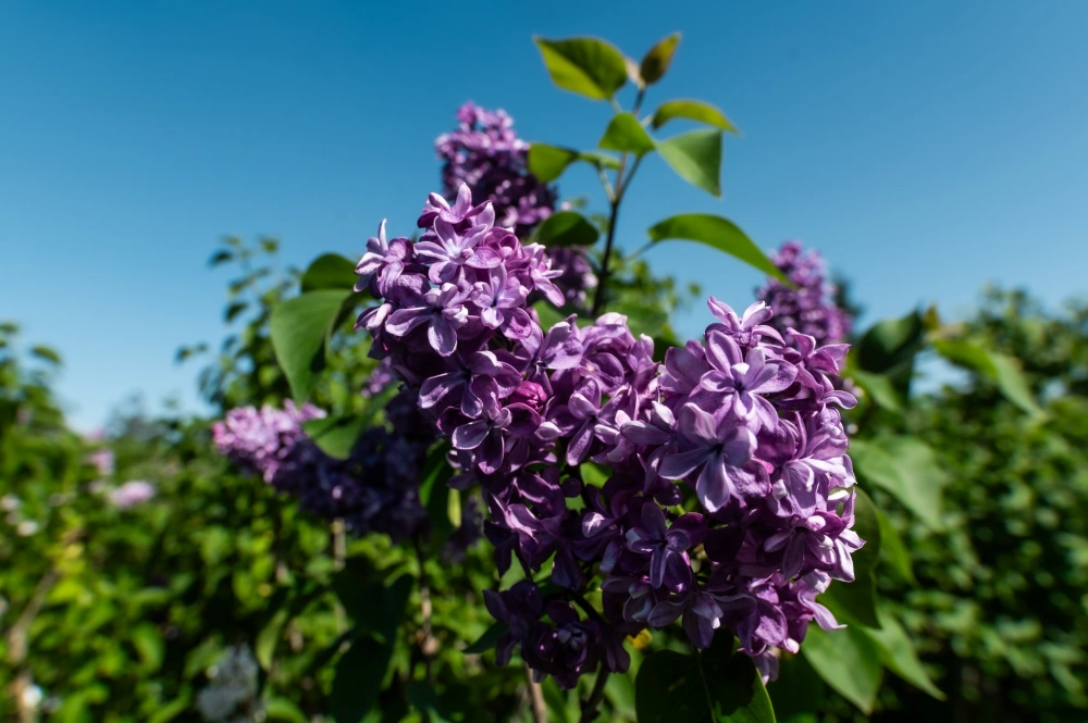 Сирень обыкновенная 'Violetta' (фиолет-пурпур махр), H80-100