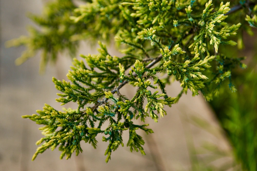 Можжевельник чешуйчатый 'Holger', H40-60