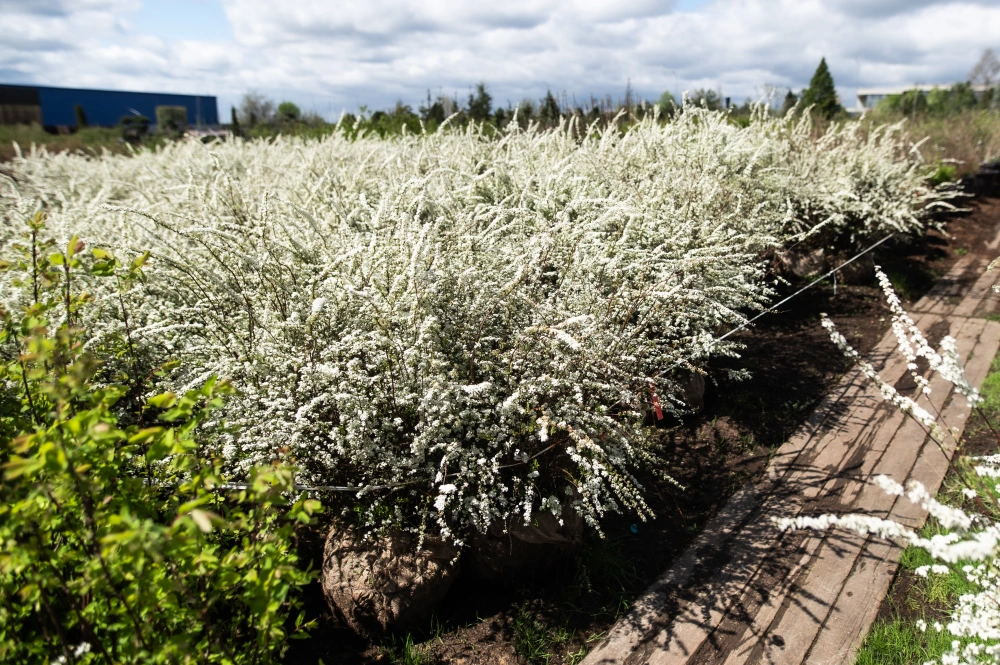 Спирея серая 'Grefsheim', H125-150