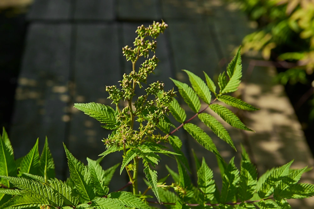 Рябинник рябинолистный 'Sem', H60-80