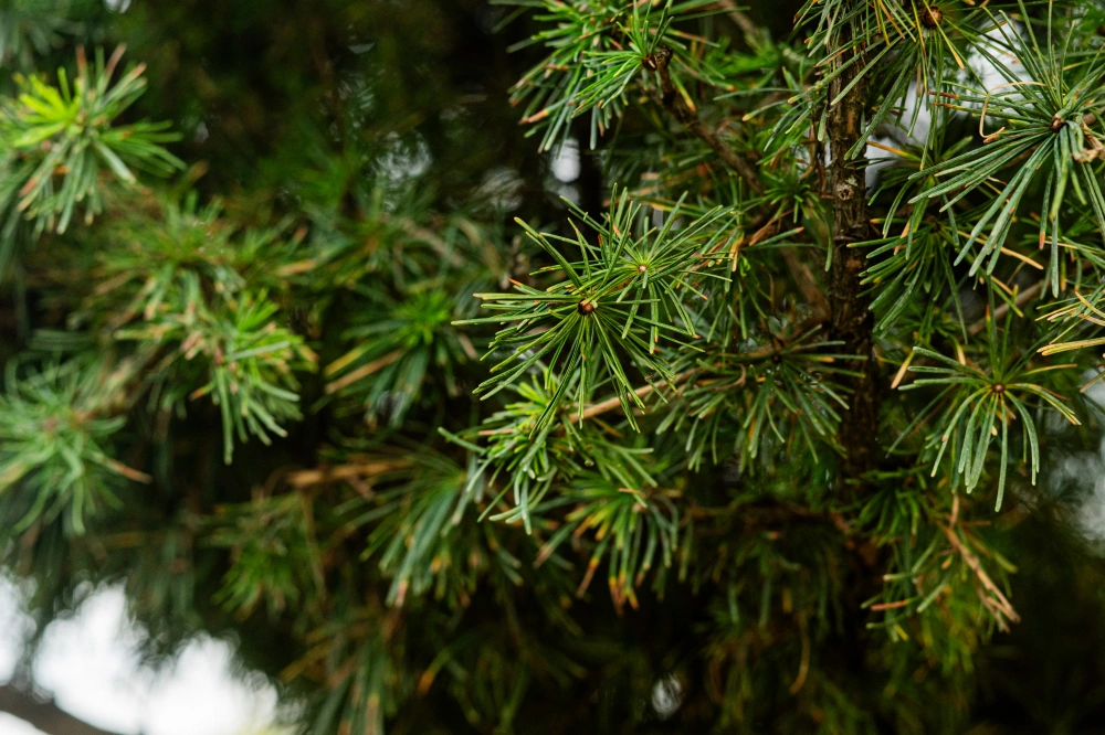 Лиственница европейская (шар на штамбе), stu 35-40 sth 140-160